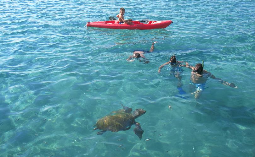 The sea turtle at Agia Anna